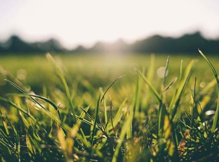 Gras mit Sonnenschein